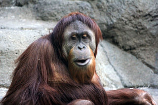 orangutan