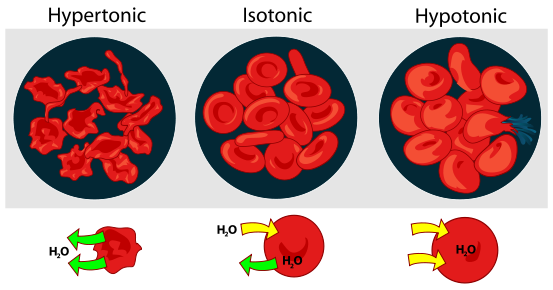 Effect of osmotic pressure on blood cells