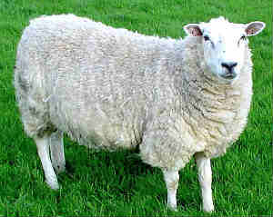 Ovis aries