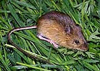 Pacific Jumping Mouse