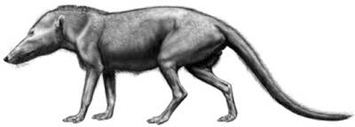 Pakicetus