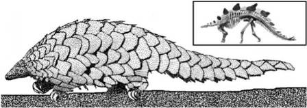 9.3: Evolution of Pangolins and Armadillos