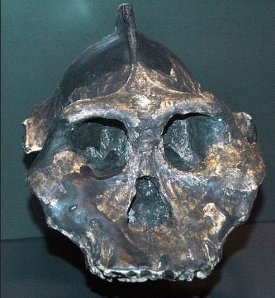 Paranthropus aethiopicus