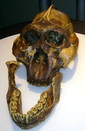 Paranthropus boisei