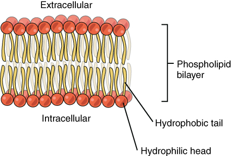 Phospholipid bilayer