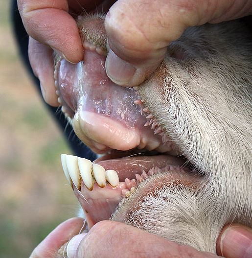 picture of a cow's dental pad