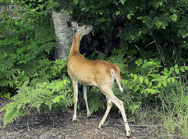 picture of a deer eating