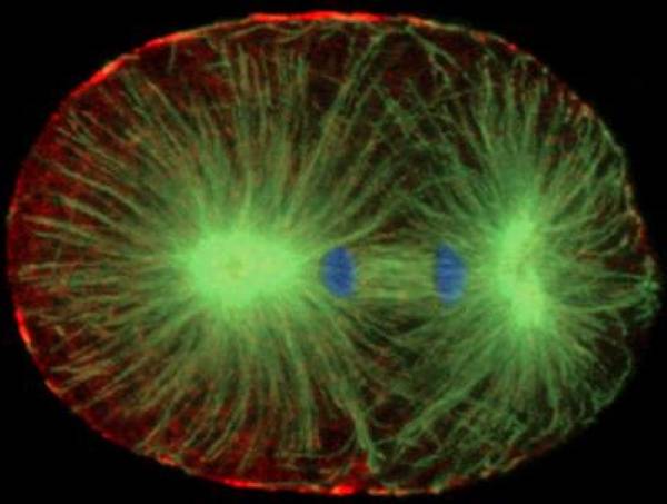 Picture of cell division