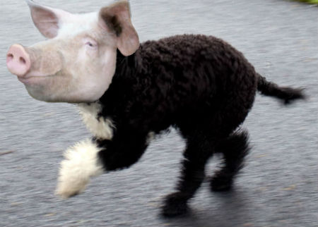 pig-dog hybrid