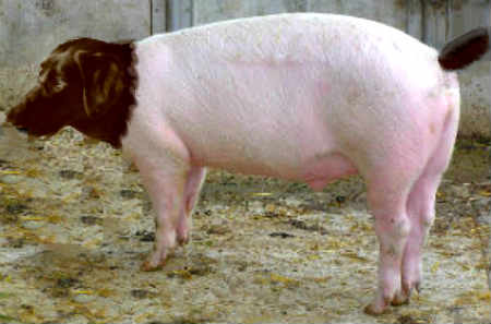 pig-dog hybrid