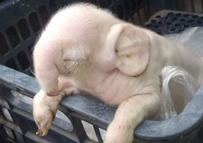 Pig-human hybrid