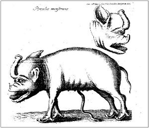 pig-human hybrid