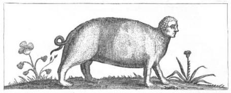 Pig-human Hybrid