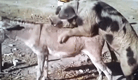 pig mating with donkey