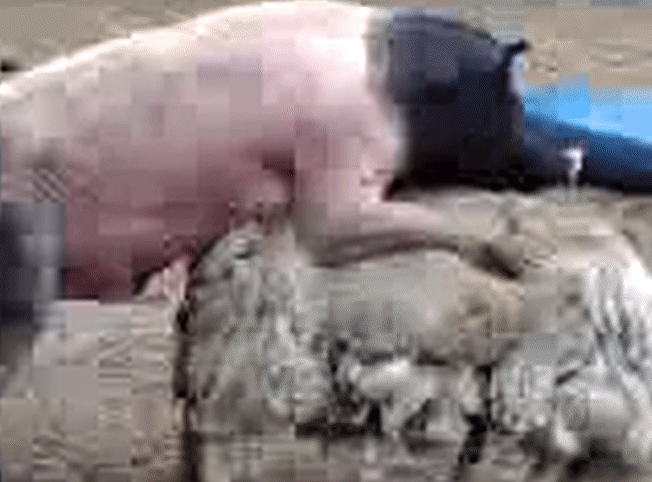 Pig mating with sheep - Videos 