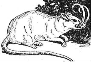 babirusa-rat hybrid