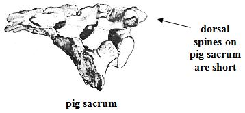 pig sacrum