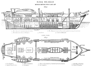 Plan of the Beagle