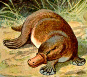 platypus