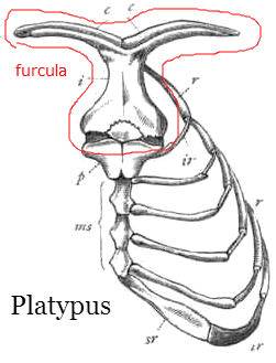 platypus furcula