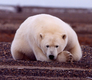 Polar Bear Thalarctos maritimus