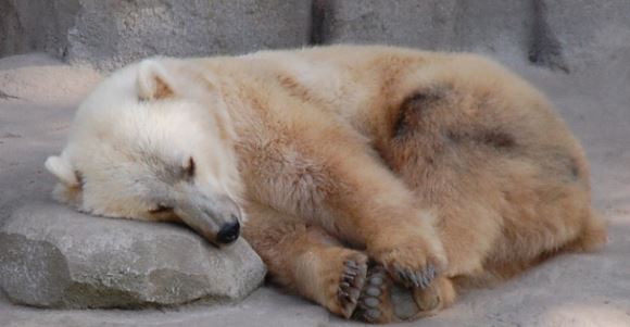 polar-brown-bear hybrid