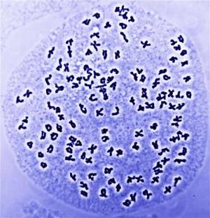 polyploid