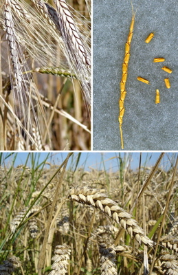 polyploid wheat