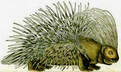 porcupine