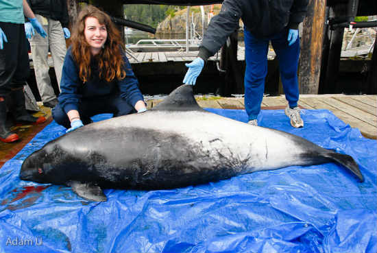 Harbor Porpoise × Dall's Porpoise hybrid