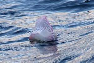 Portuguese man-of-war