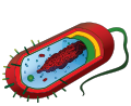 Prokaryote cell