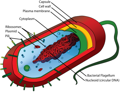 prokaryotic cell picture