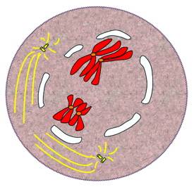 Prophase I