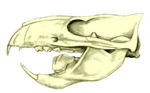 ptilodus skull