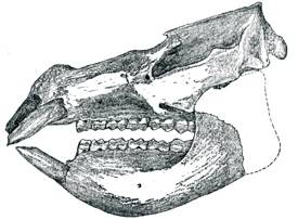 skull of pyrotherium