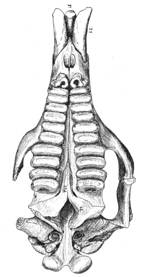 teeth of pyrotherium sordoni