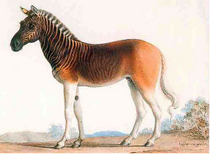 quagga