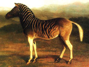 quagga