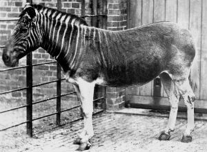 quagga