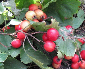 Quebec hawthorn Crataegus submollis