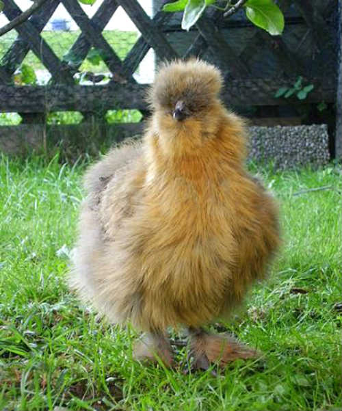 chicken-rabbit hybrid