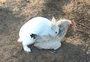 rabbit mating with chicken