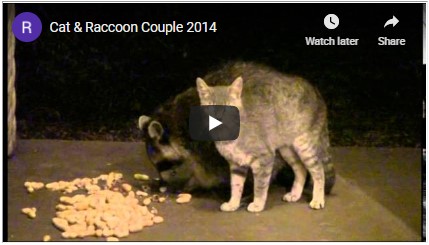 raccoon and cat mating