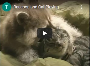 cat and raccoon making friends