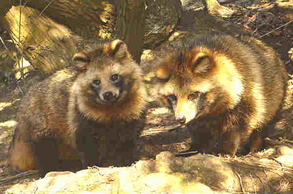 raccoon-fox hybrids