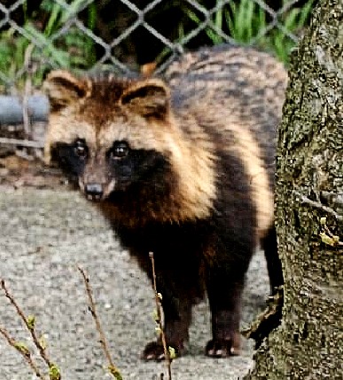 raccoon dog