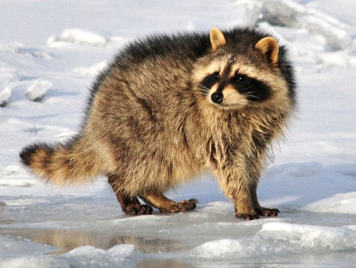 raccoon