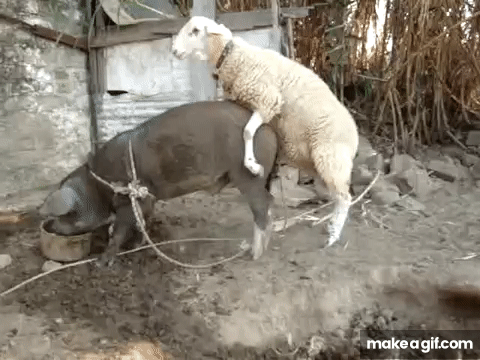 Pig mating with sheep - Videos