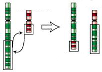 reciprocal translocation